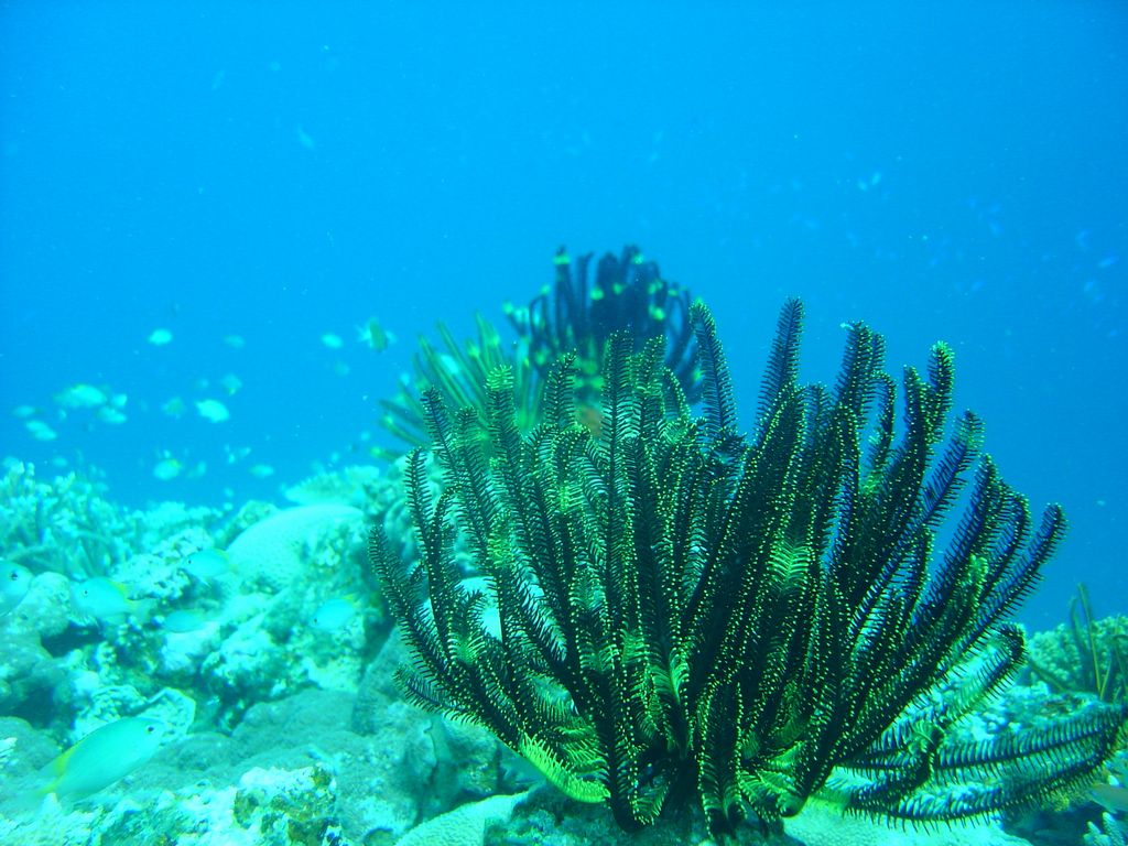 石垣島 美しいサンゴ